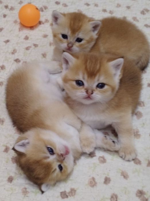 Шикарные котята от правильной вязки NU 12