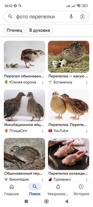 Продам перепелок недорого ,несутся хорошо ,2,6 мес и 6,8 мес