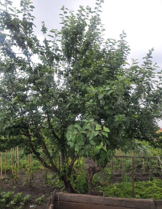 ПРОДАЁТСЯ дача 6 соток !!!