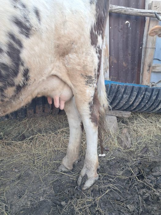 Алатау сүтті сиыры