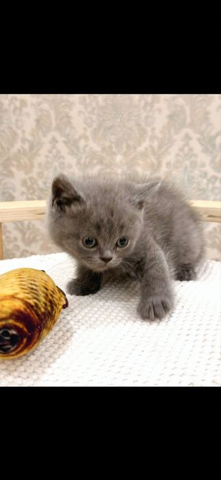 Britanskiy kotyata premium klass