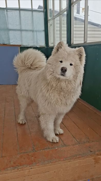 Племенной Самоедская Собака