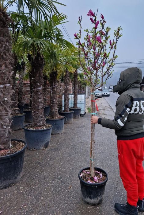 Vand copaci mesteacăn,  tei, platani, prunus pysardi,  magnolia etc