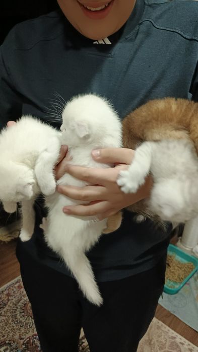 Котята фолды. Окрасы золото и серебро шиншиллы,белые и пепельный.