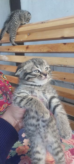 Mushuk sotiladi lotok biladi