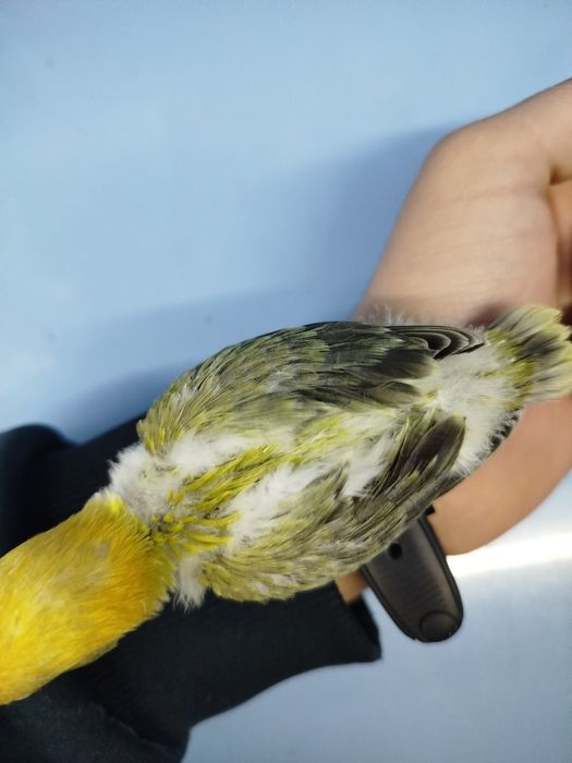 Ручной попугай неразллучник