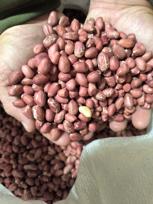 Български фъстъци