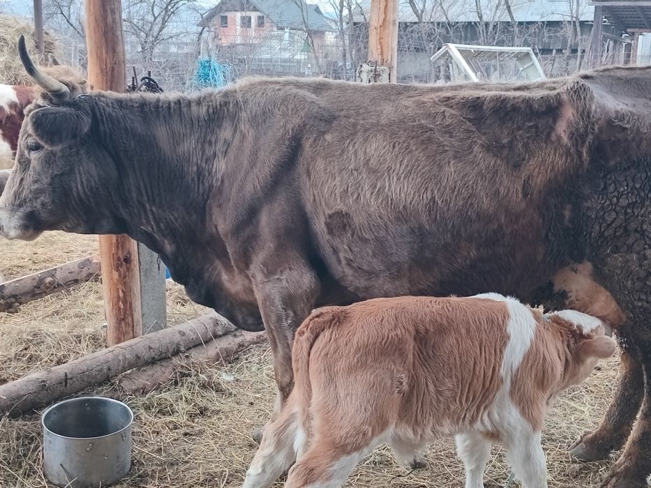 vând vaci gestante și fătate