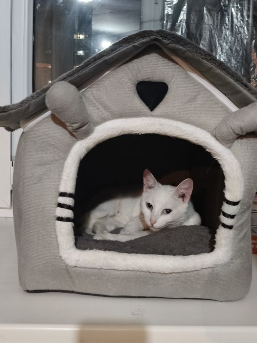 Отдам в добрые руки