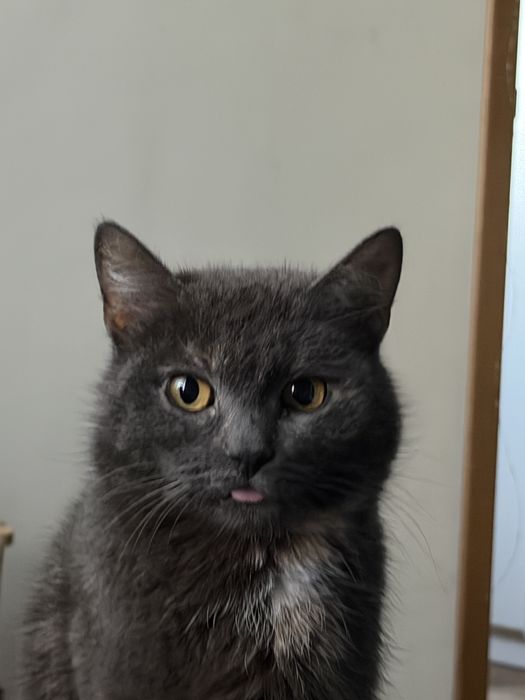 кошечка в добрые руки