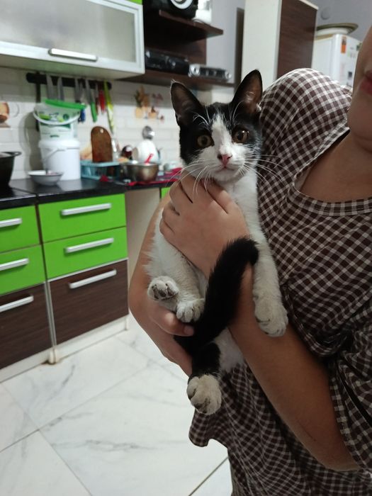 Отдам котят в добрые руки