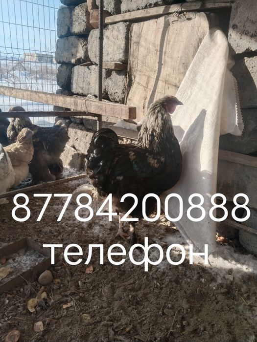 Әиеш петух продам
