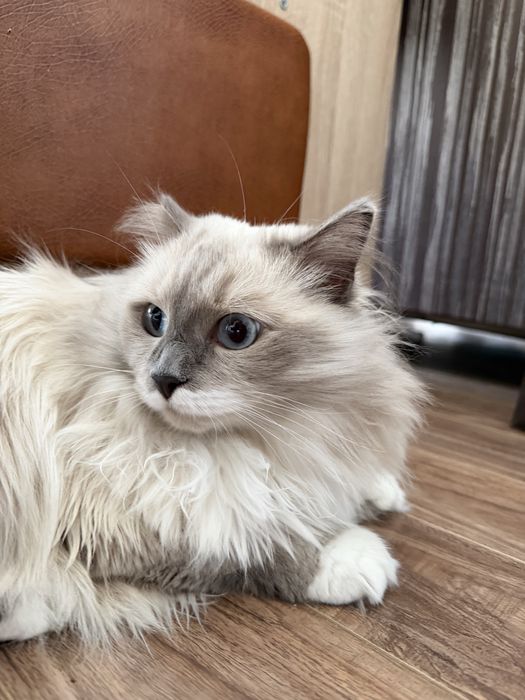 Кошечка Пудра. Стерилизована