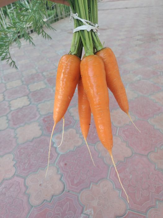 Sabzi sotiladi.Ertachi sabzi