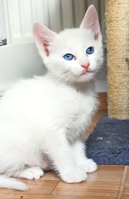 Pisicuțe tinere spre adopție
