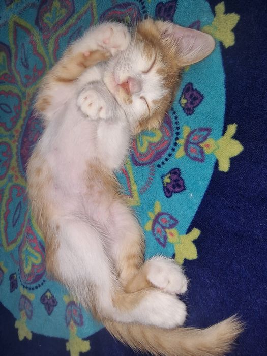 Котенок в добрые руки