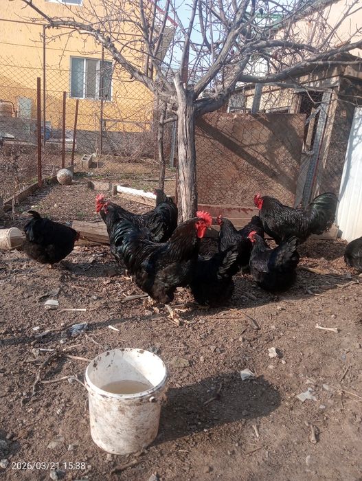 Продам Австралорп 1+3