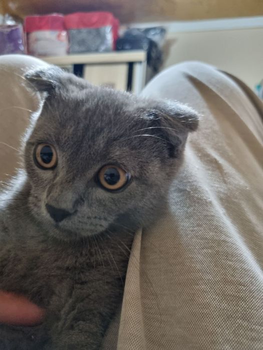 Porno komikslar gunoh