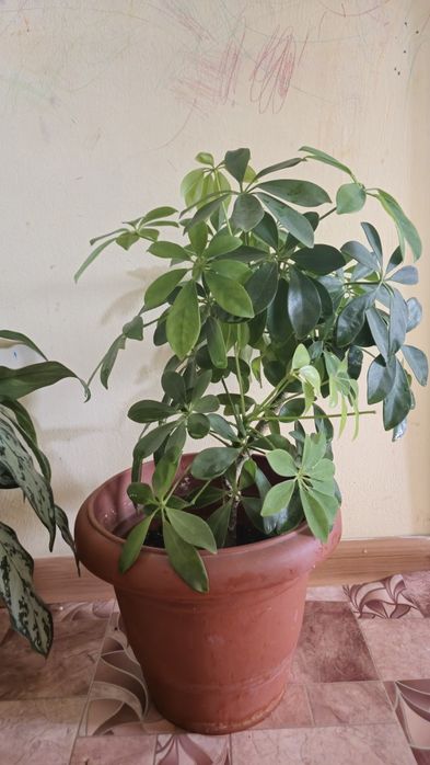 Комнатные растения