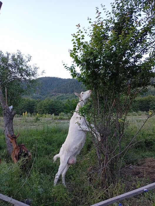 Capre Alpin Franceza / Saanen