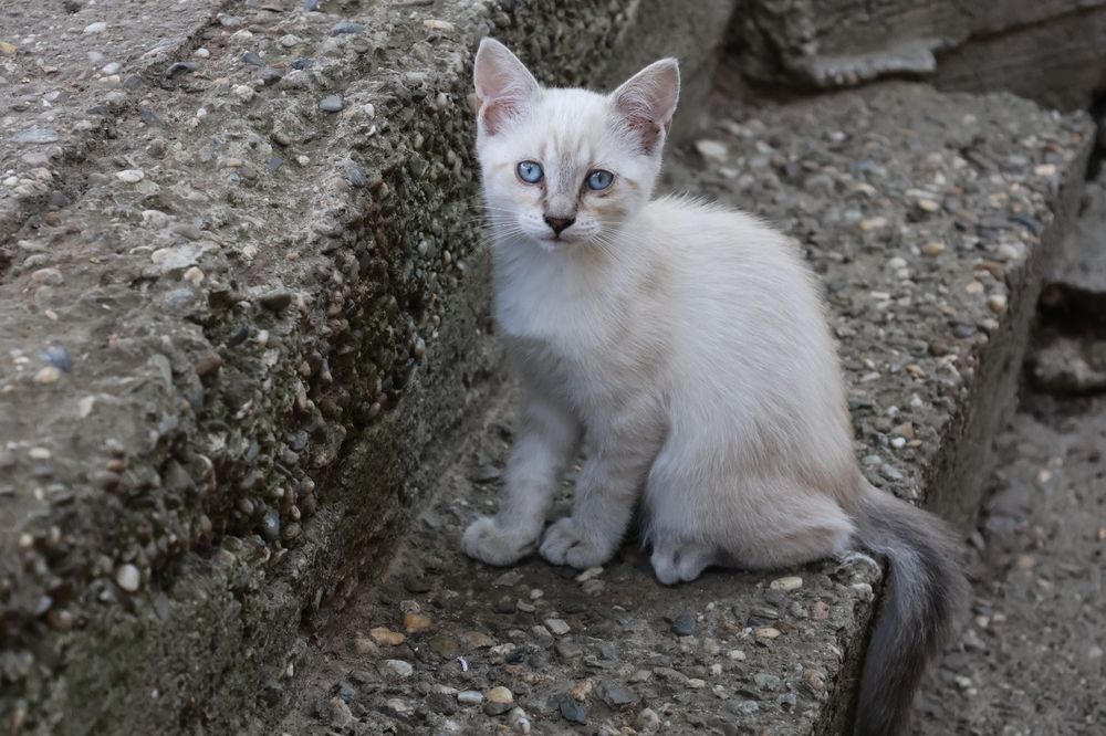 În Bârlad, spre adopție pui de pisică