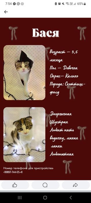 Пристраиваем котят