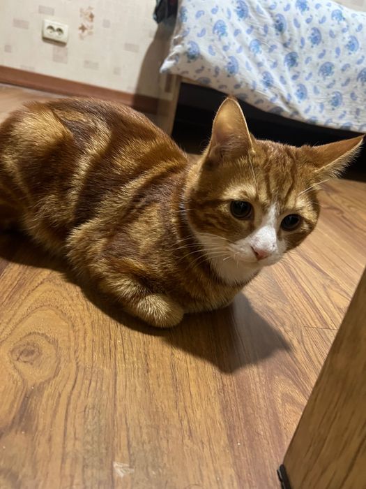 Кошка порода(Шиншила)