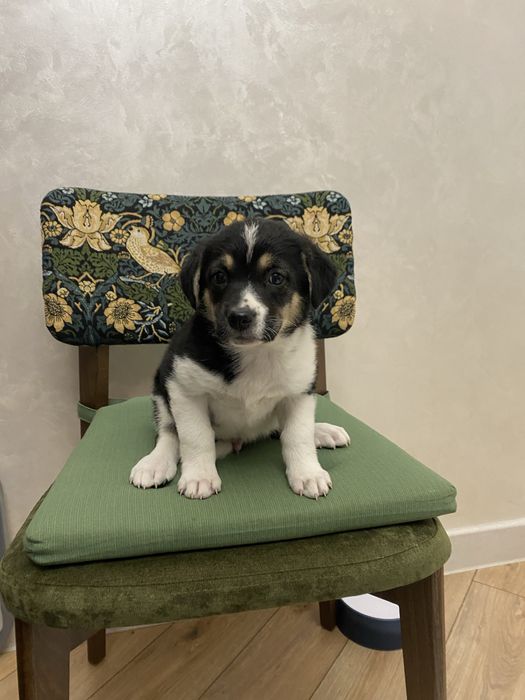 Щенок кобель плмесь