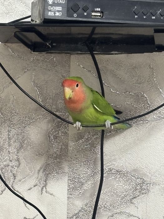 Продажа попугаев неразлучников