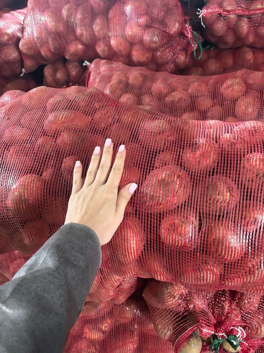 Картофель тендерный