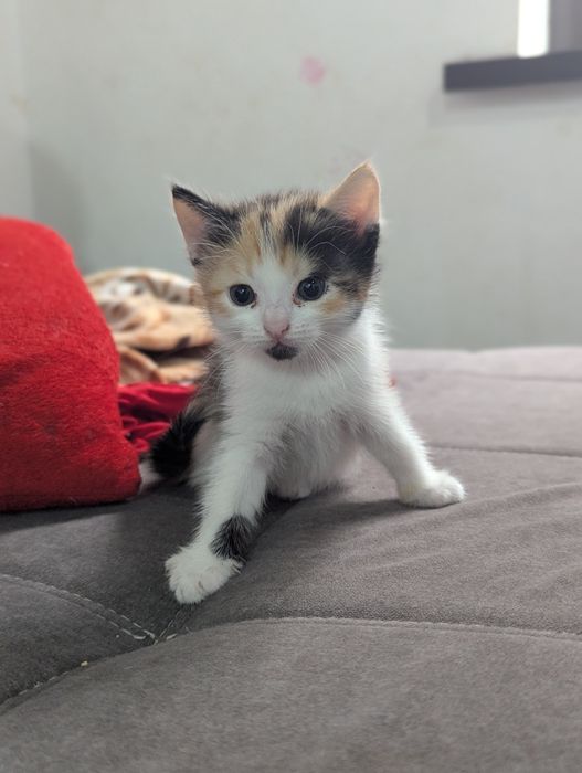 Отдам котят бесплатно