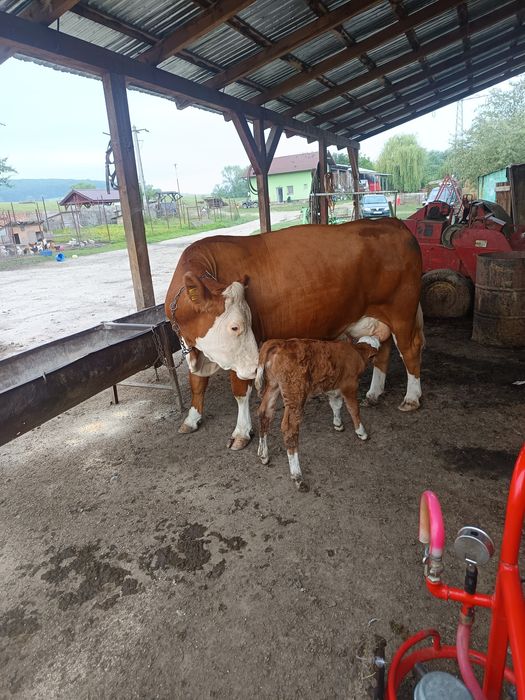 Vând vițea de 2 sapamani