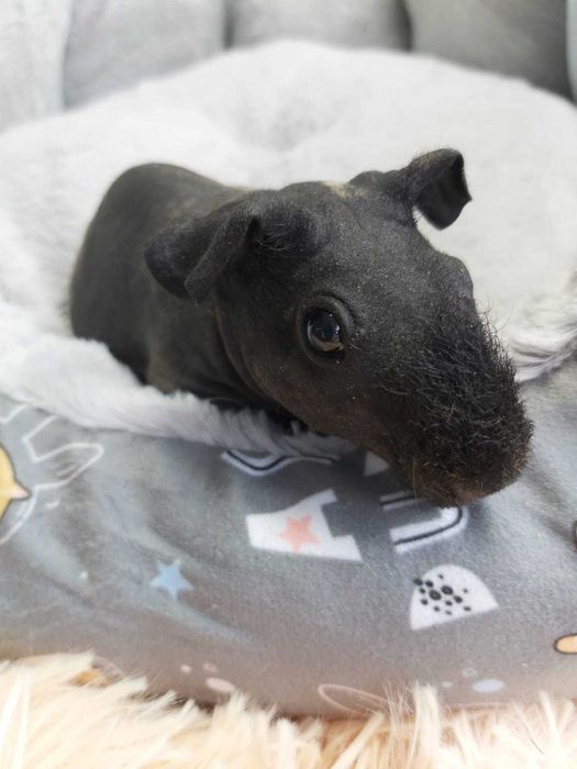 Продаются морские свинки