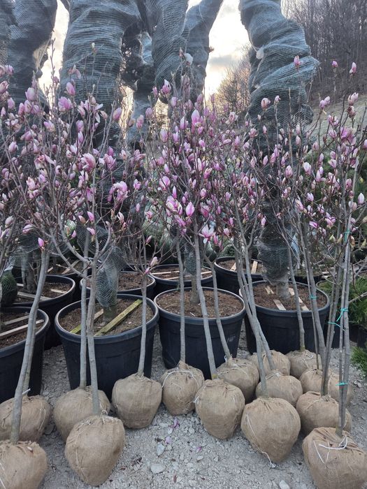 Magnolie grandiflora