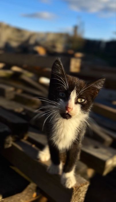 Котик в добрые руки