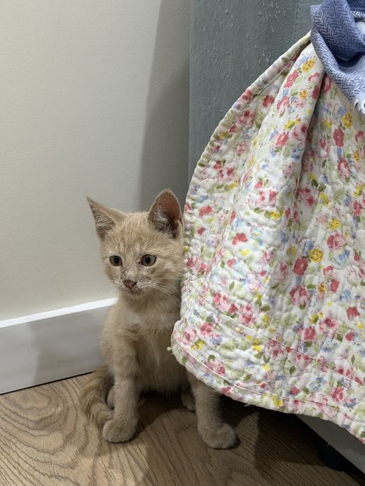 Бесплатно котенок