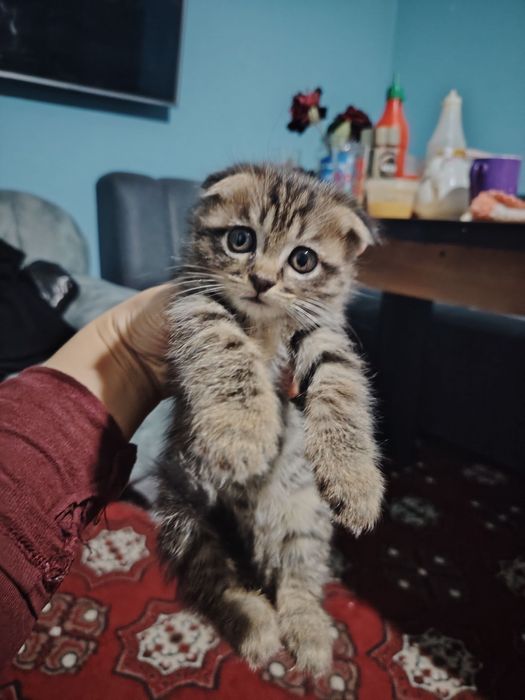 Syaminskiy mushuk sutdan chiqgan