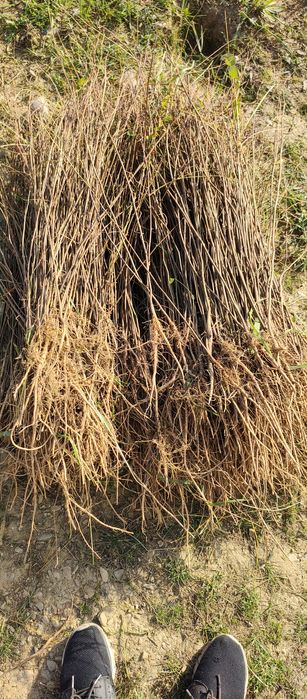 Puieți salcâm frasin mesteacăn fag carpen tei