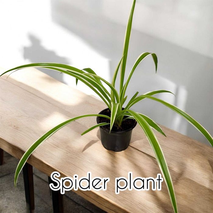 Plante ornamentale de apartament