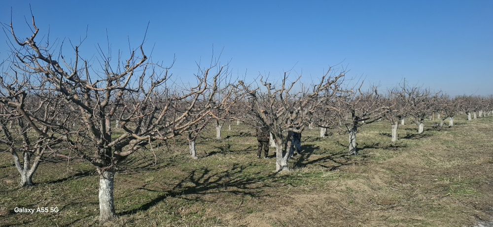 Яблоневый сад, кх