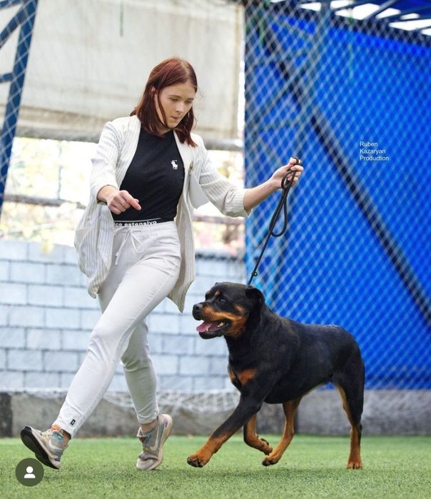 ротвейлер 4 года,девочка.