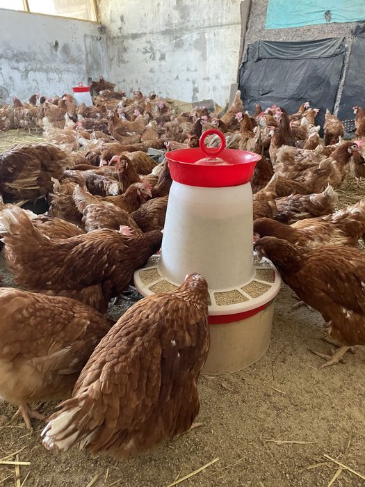 Gaini rosii ouatoare Isa Brown, Costești!