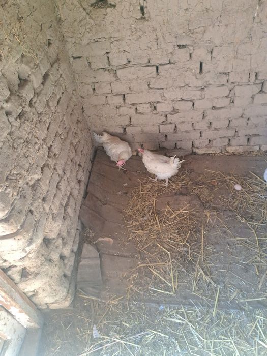 Sendi tovuqlar sotladi