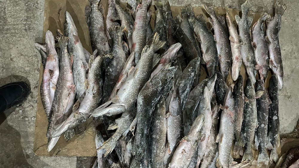 Щука-Шортан Свежый