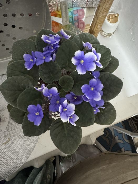 Фиалка продаётся