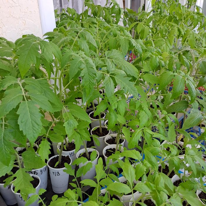 Продам рассаду помидор домашних