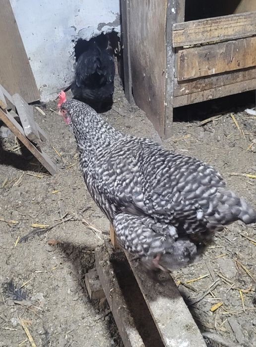 Домашние куры и петушки