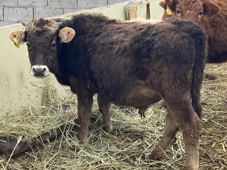 Продам бычков годовалые