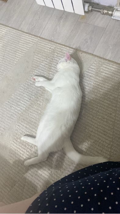 Отдам в хорошие руки кошку