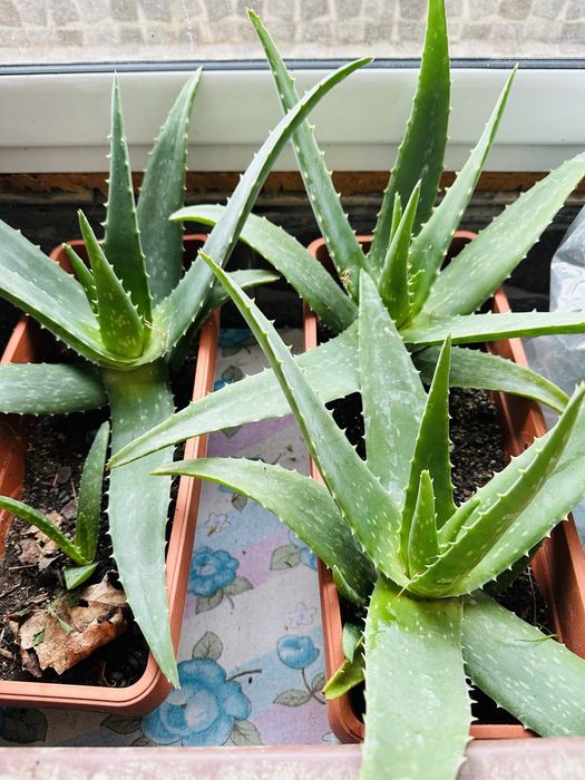 Алое Вера-Барбаденсис Милър и АРБОРЕСЦЕНС